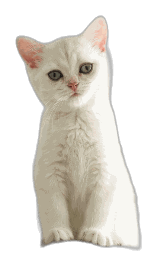 小猫